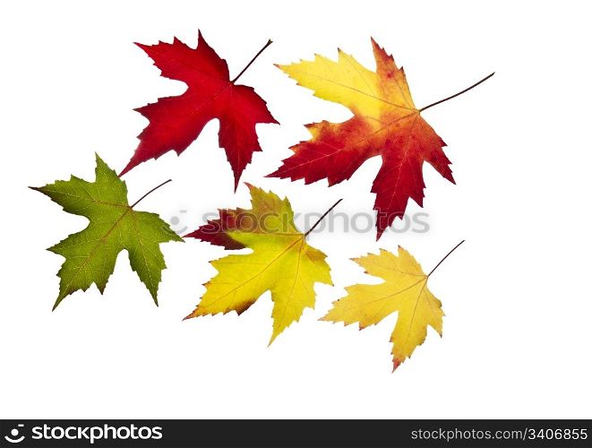 Season maple leafs in all colors on white background