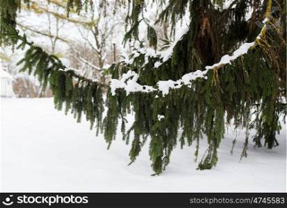 season, nature and christmas concept - fir branch and snow in winter forest