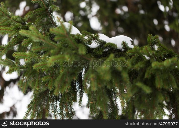 season, nature and christmas concept - fir branch and snow in winter forest