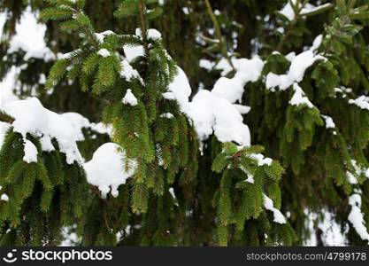 season, nature and christmas concept - fir branch and snow in winter forest