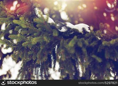 season, nature and christmas concept - fir branch and snow in winter forest. fir branch and snow in winter forest