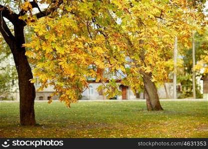 season, nature and environment concept - autumn chestnut tree in city park