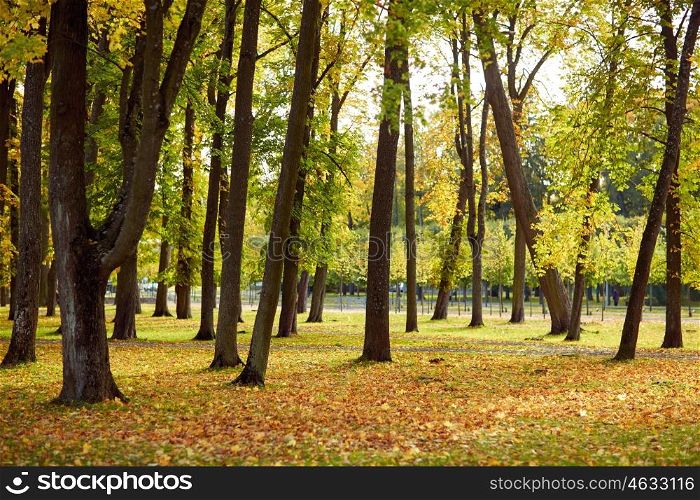 season, nature and environment concept - autumn trees in city park