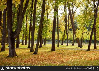 season, nature and environment concept - autumn trees in city park