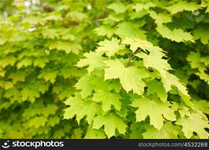 season, nature and environment concept - close up of maple tree