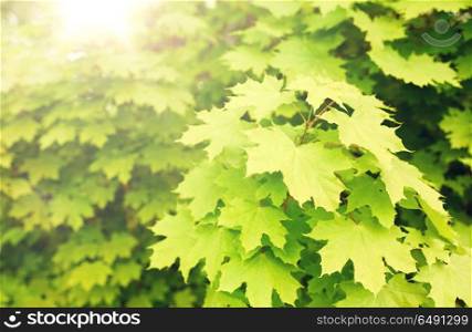 season, nature and environment concept - close up of maple tree. close up of maple tree. close up of maple tree