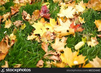 season, nature and environment concept - fallen autumn maple leaves on green grass