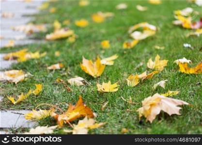 season, nature and environment concept - fallen autumn maple leaves on green grass