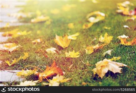 season, nature and environment concept - fallen autumn maple leaves on green grass. fallen autumn maple leaves on green grass