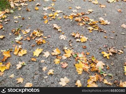 season, nature and environment concept - fallen autumn maple leaves on ground