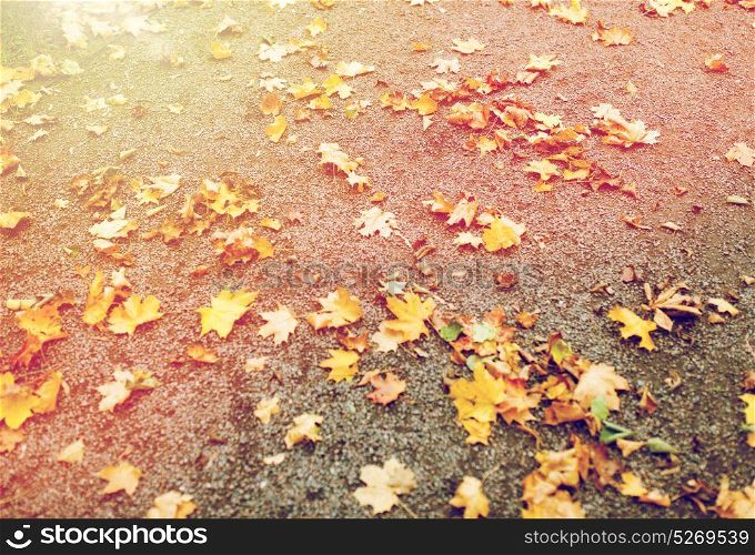 season, nature and environment concept - fallen autumn maple leaves on ground. fallen autumn maple leaves on ground