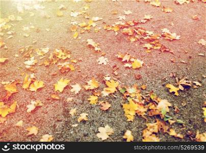season, nature and environment concept - fallen autumn maple leaves on ground. fallen autumn maple leaves on ground