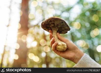 season, nature and leisure concept - close up of female hand holding mushroom in forest. close up of female hand with mushroom in forest