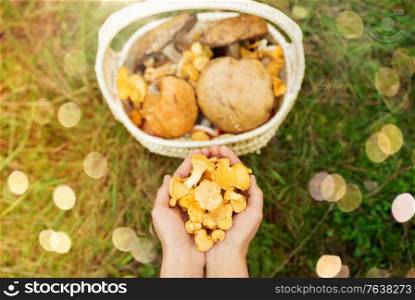 season, nature and leisure concept - woman hands holding chanterelles and basket of mushrooms on grass in forest. hands with mushrooms and basket in forest