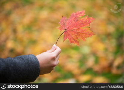 season, nature and people concept - close up of woman hand holding autumn maple leaves