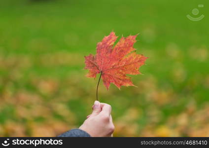 season, nature and people concept - close up of woman hand holding autumn maple leaves