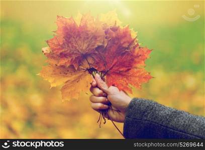 season, nature and people concept - close up of woman hand holding autumn maple leaves. close up of woman hands with autumn maple leaves