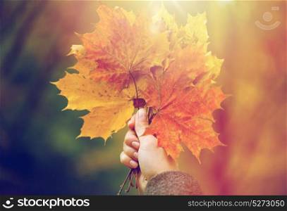 season, nature and people concept - close up of woman hand holding autumn maple leaves. close up of woman hands with autumn maple leaves