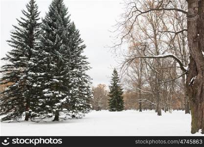season, nature, landscape and christmas concept - winter forest or park with fir trees and snow