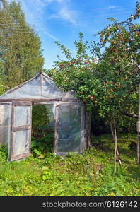 Season of a crop - apples in a garden and a hotbed