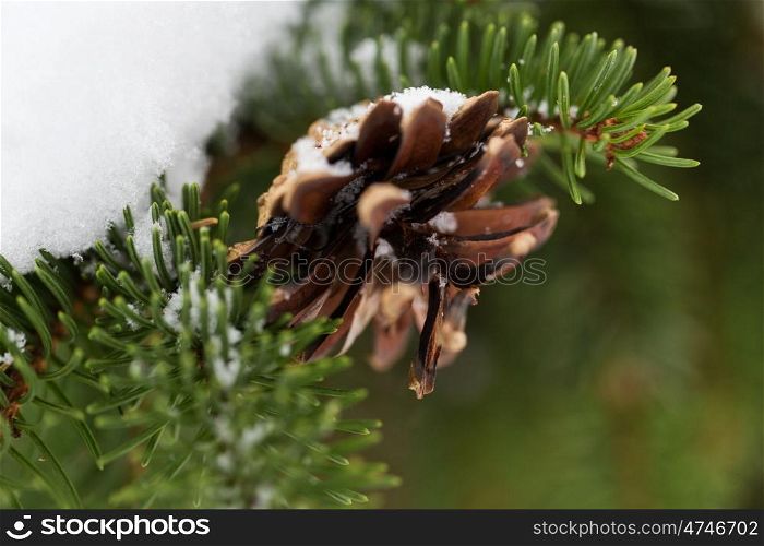 season, wild nature and christmas concept - fir branch with snow and cone in winter forest