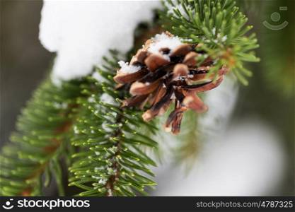 season, wild nature and christmas concept - fir branch with snow and cone in winter forest