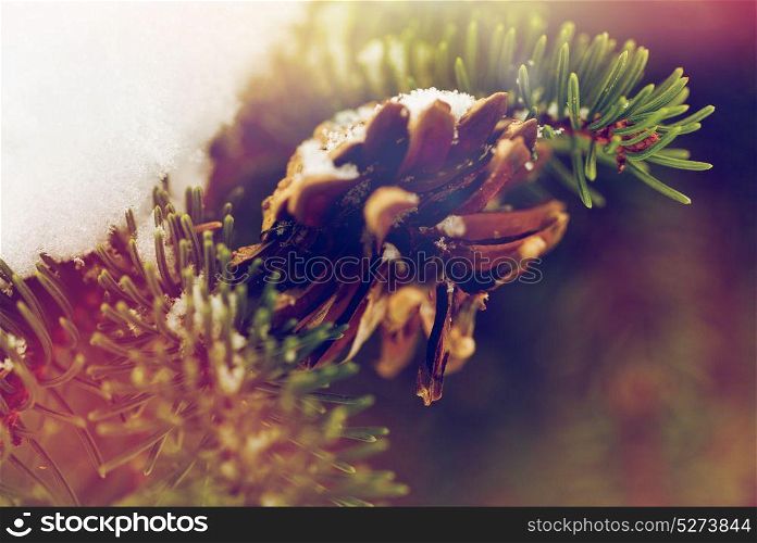 season, wild nature and christmas concept - fir branch with snow and cone in winter forest. fir branch with snow and cone in winter forest