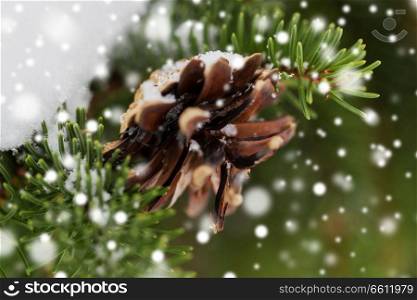 season, wild nature and christmas concept - fir branch with snow and cone in winter forest. fir branch with snow and cone in winter forest