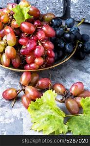 Seasonal autumn grapes. Brush of autumn grapes with foliage in a plate