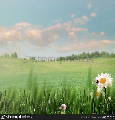 Seasonal backgrounds. Beauty summer field with green grass, wild flower and hills