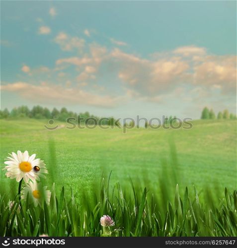 Seasonal backgrounds. Beauty summer field with green grass, wild flower and hills