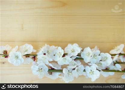 Seasonal blossoming springtime. Bloom closeup. Spring white blossom on wood texture background. April flower tree branch composition.