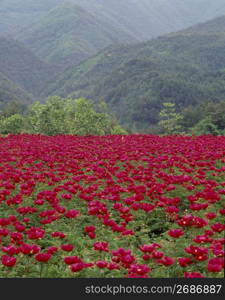 Seasonal Landscape