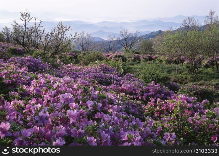 Seasonal Landscape