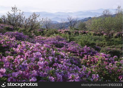 Seasonal Landscape