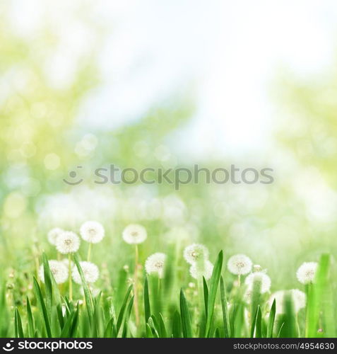 Seasonal landscape with dandelion flowers and beauty spring foliage