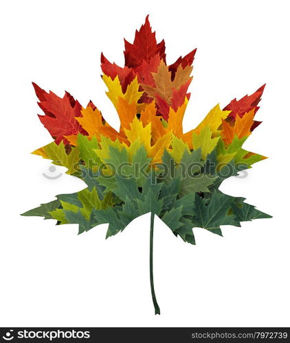 Seasonal maple leaf shape concept made from a group of autumn leaves as a design element and symbol of fall themed concept in an icon of the changing seasons and weather on an isolated white background.