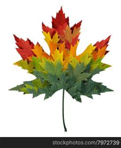 Seasonal maple leaf shape concept made from a group of autumn leaves as a design element and symbol of fall themed concept in an icon of the changing seasons and weather on an isolated white background.