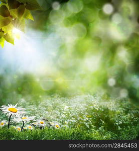 Seasonal natural backgrounds with daisy flowers