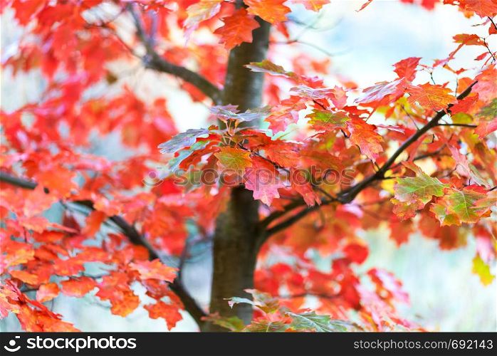 Seasonal weather abstract background - intense autumn colors of an oak tree leaves ( low DOF)