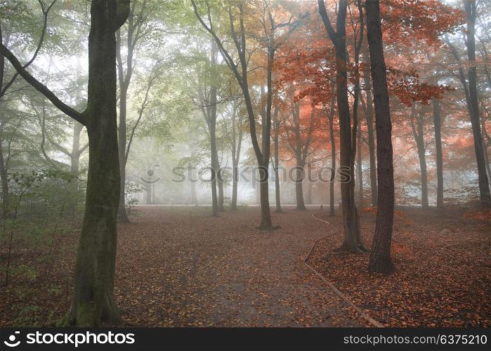 Seasons changing from Summer into Autumn Fall concept shown in one forest landscape image
