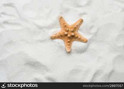 Seastar in sand