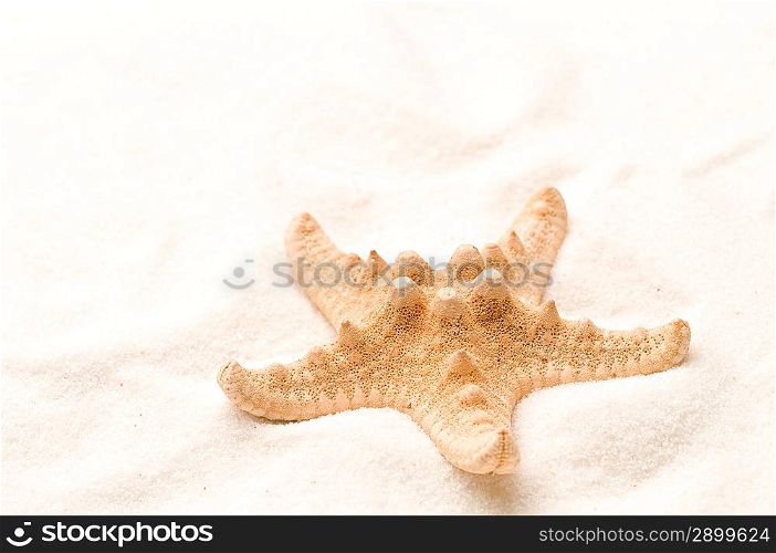 Seastar in sand