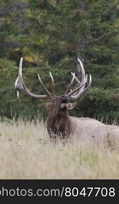 Seated bull elk, mouth open and head raised, bellows dominance in challenging rut season. Location is Jasper in Alberta, Canada.