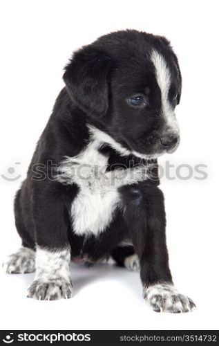 Seated puppy dog isolated over white background