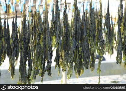 Seaweed