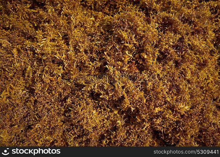 Seaweed algae kelp in Mexico Caribbean beach shore