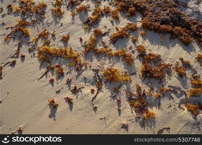 Seaweed algae kelp in Mexico Caribbean white sand beach