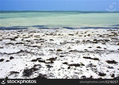 seaweed beach and sea in zanzibar coastline