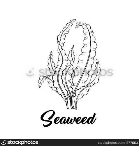 Seaweed black and white vector illustration. Tropical underwater flora, sea bottom plant freehand sketch. Aquarium decoration. Laminaria, algae, healthy food ingredient. Marine products store logo. Seaweed black ink vector illustration